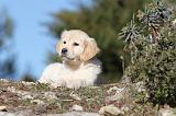 GOLDEN RETRIEVER 577